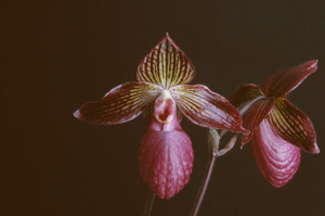 Paph. Gloria Naugle Pina HCC 78 pts